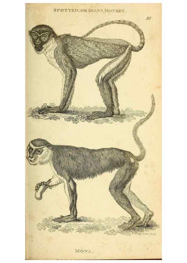 Reproducción/Reproduction 49826723502: General zoology, or Systematic natural history. London,Printed for G. Kearsley,1800-1826.. 