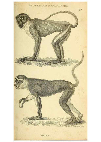 Reproducción/Reproduction 49826723502: General zoology, or Systematic natural history. London,Printed for G. Kearsley,1800-1826.. 