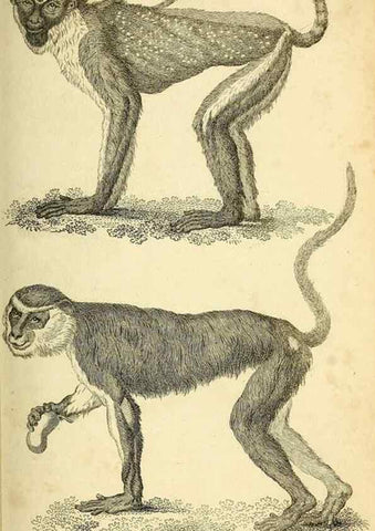 Reproducción/Reproduction 49826723502: General zoology, or Systematic natural history. London,Printed for G. Kearsley,1800-1826.. 