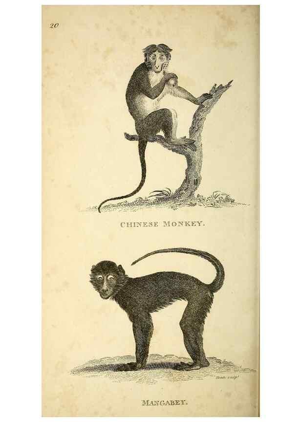 Reproducción/Reproduction 49826407386: General zoology, or Systematic natural history. London,Printed for G. Kearsley,1800-1826.. 