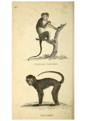 Reproducción/Reproduction 49826407386: General zoology, or Systematic natural history. London,Printed for G. Kearsley,1800-1826.. 
