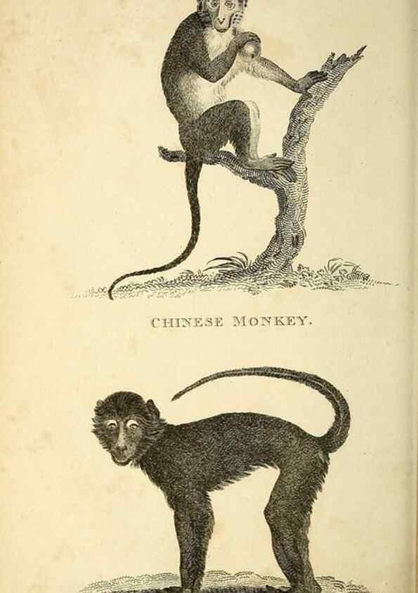 Reproducción/Reproduction 49826407386: General zoology, or Systematic natural history. London,Printed for G. Kearsley,1800-1826.. 