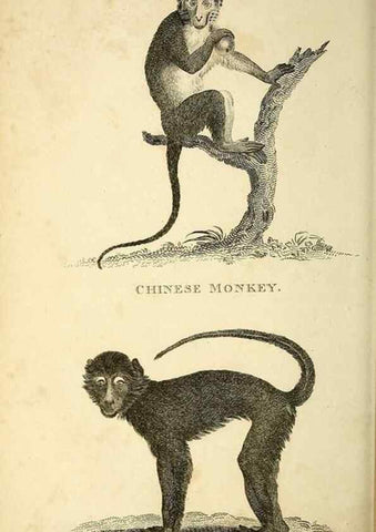 Reproducción/Reproduction 49826407386: General zoology, or Systematic natural history. London,Printed for G. Kearsley,1800-1826.. 