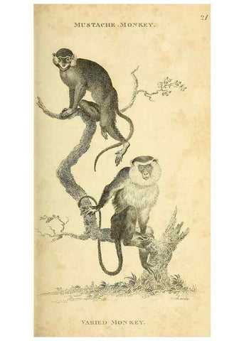 Reproducción/Reproduction 49825874448: General zoology, or Systematic natural history. London,Printed for G. Kearsley,1800-1826.. 