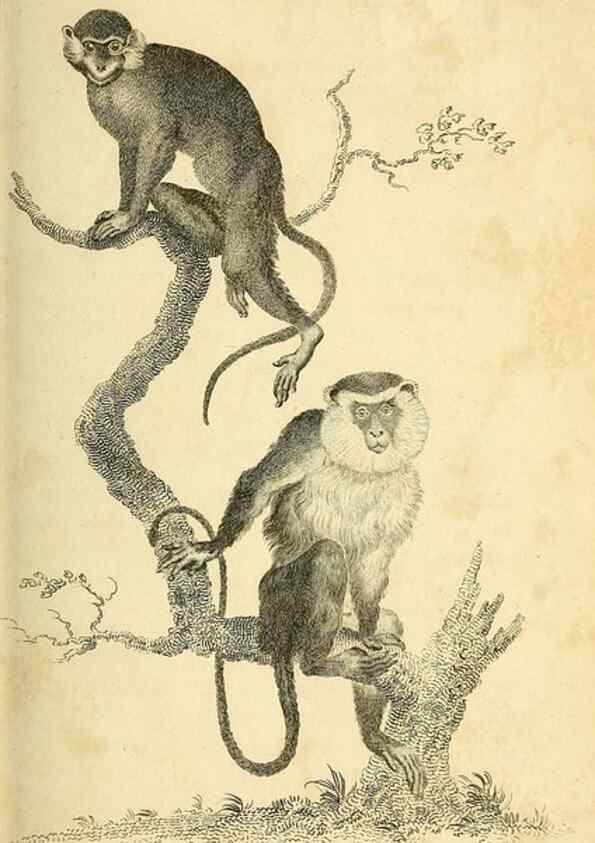 Reproducción/Reproduction 49825874448: General zoology, or Systematic natural history. London,Printed for G. Kearsley,1800-1826.. 