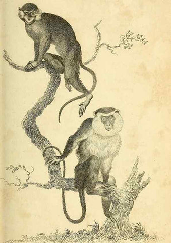 Reproducción/Reproduction 49825874448: General zoology, or Systematic natural history. London,Printed for G. Kearsley,1800-1826.. 