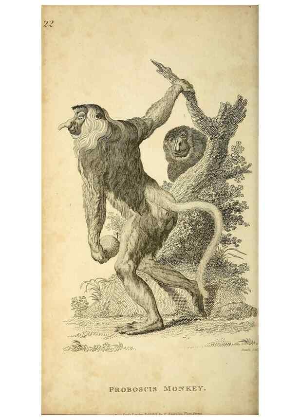 Reproducción/Reproduction 49826724697: General zoology, or Systematic natural history. London,Printed for G. Kearsley,1800-1826.. 