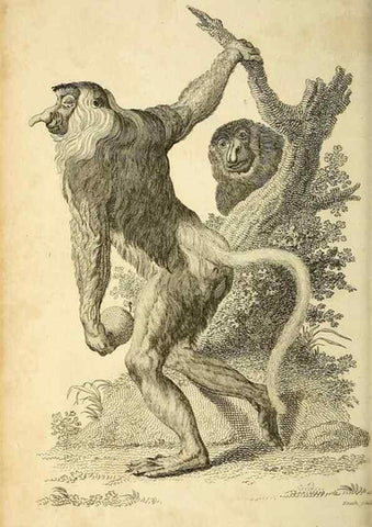 Reproducción/Reproduction 49826724697: General zoology, or Systematic natural history. London,Printed for G. Kearsley,1800-1826.. 