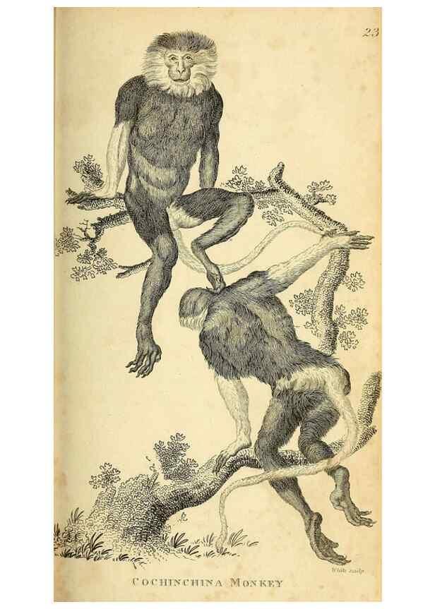 Reproducción/Reproduction 49825875043: General zoology, or Systematic natural history. London,Printed for G. Kearsley,1800-1826.. 
