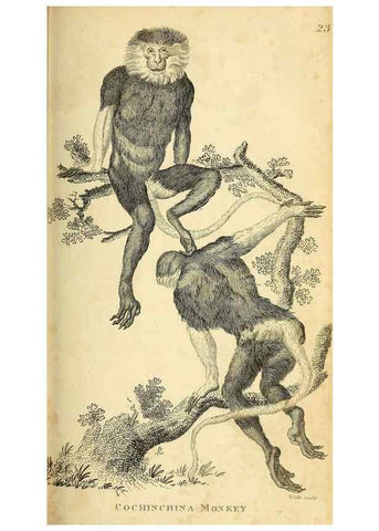 Reproducción/Reproduction 49825875043: General zoology, or Systematic natural history. London,Printed for G. Kearsley,1800-1826.. 