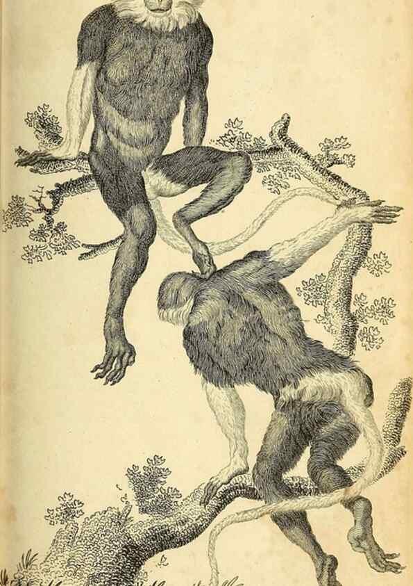 Reproducción/Reproduction 49825875043: General zoology, or Systematic natural history. London,Printed for G. Kearsley,1800-1826.. 