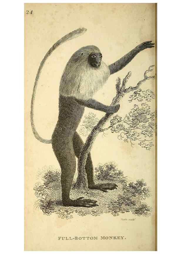 Reproducción/Reproduction 49826408631: General zoology, or Systematic natural history. London,Printed for G. Kearsley,1800-1826.. 
