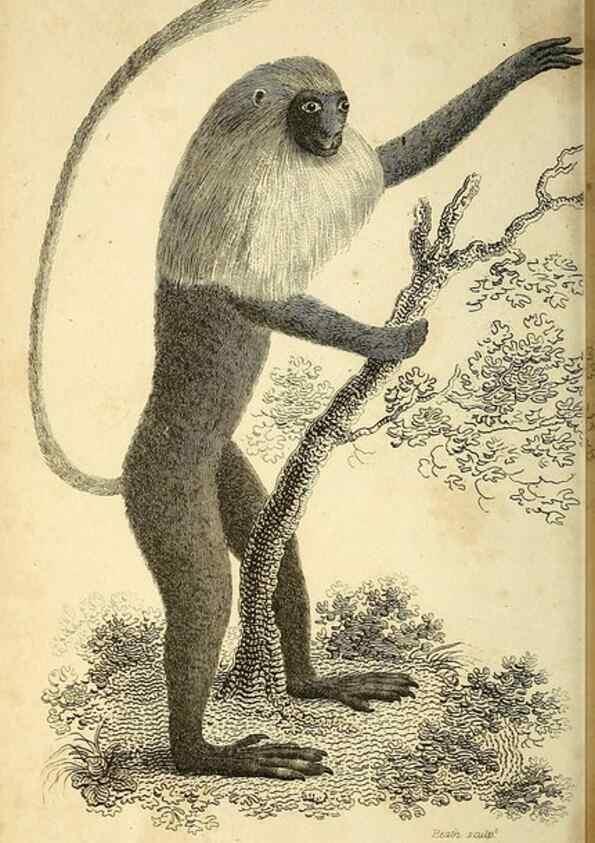 Reproducción/Reproduction 49826408631: General zoology, or Systematic natural history. London,Printed for G. Kearsley,1800-1826.. 