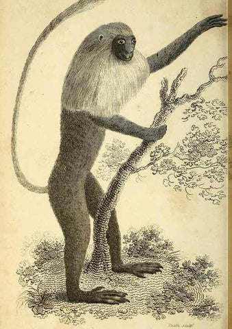 Reproducción/Reproduction 49826408631: General zoology, or Systematic natural history. London,Printed for G. Kearsley,1800-1826.. 