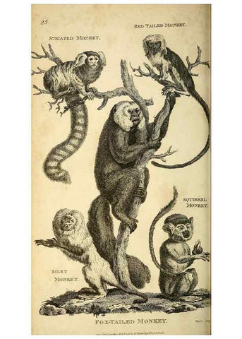 Reproducción/Reproduction 49826725497: General zoology, or Systematic natural history. London,Printed for G. Kearsley,1800-1826.. 