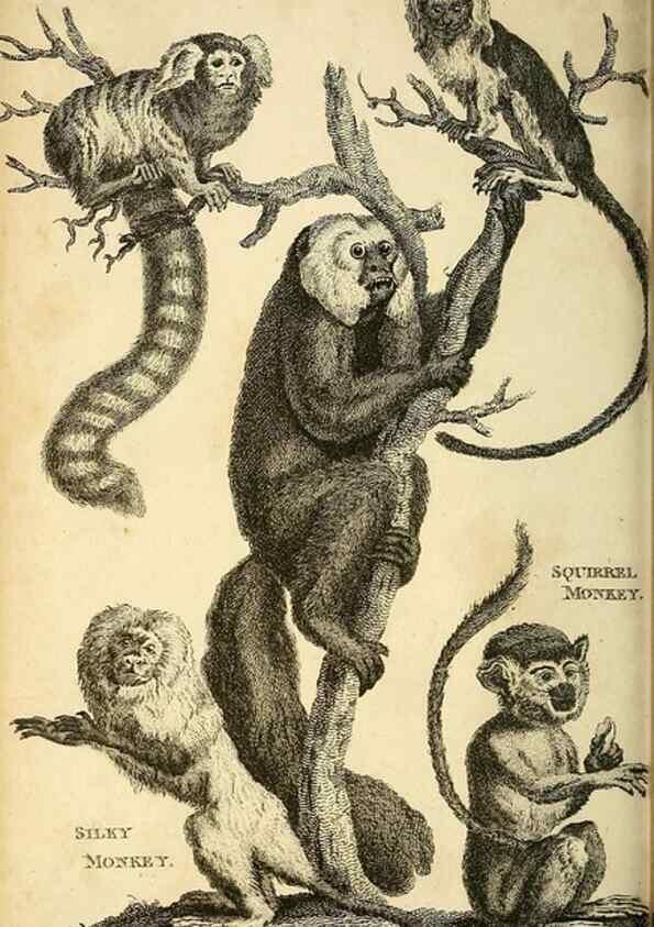Reproducción/Reproduction 49826725497: General zoology, or Systematic natural history. London,Printed for G. Kearsley,1800-1826.. 