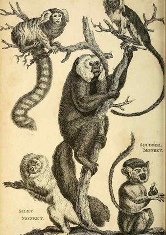 Reproducción/Reproduction 49826725497: General zoology, or Systematic natural history. London,Printed for G. Kearsley,1800-1826.. 
