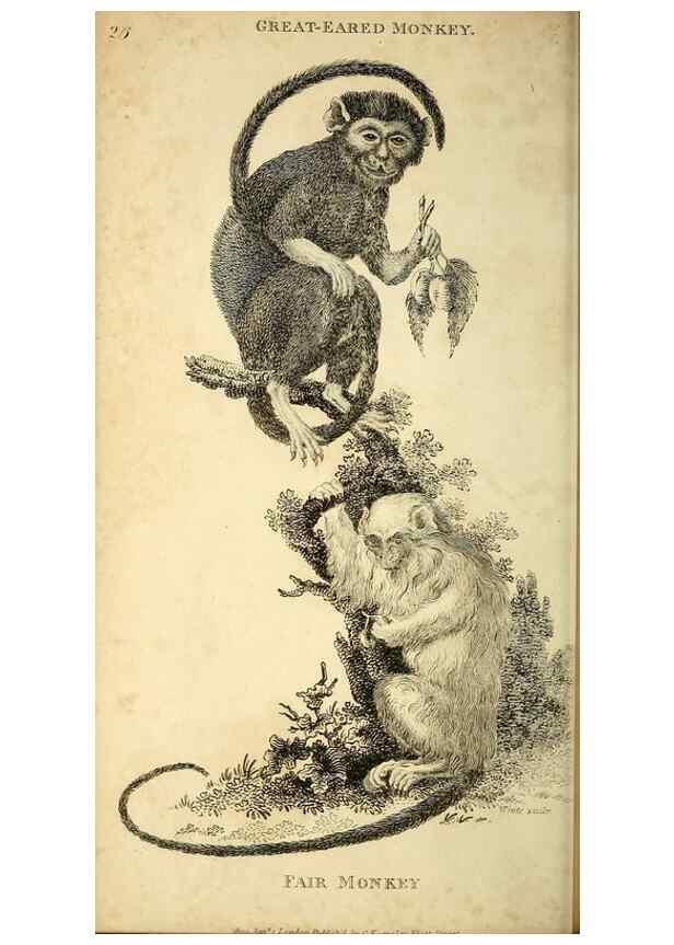 Reproducción/Reproduction 49826725862: General zoology, or Systematic natural history. London,Printed for G. Kearsley,1800-1826.. 