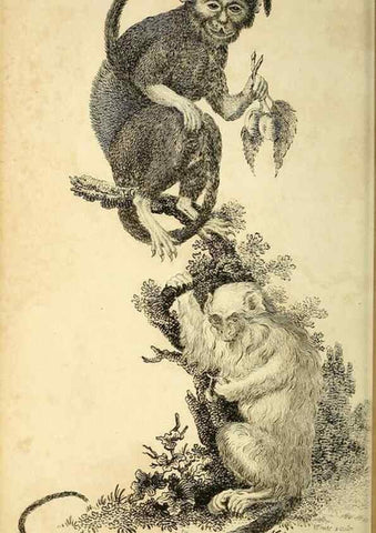 Reproducción/Reproduction 49826725862: General zoology, or Systematic natural history. London,Printed for G. Kearsley,1800-1826.. 