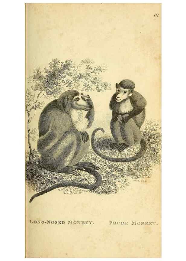 Reproducción/Reproduction 49826407121: General zoology, or Systematic natural history. London,Printed for G. Kearsley,1800-1826.. 