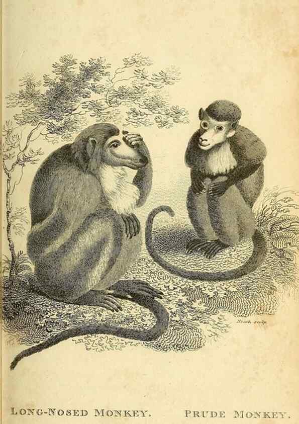 Reproducción/Reproduction 49826407121: General zoology, or Systematic natural history. London,Printed for G. Kearsley,1800-1826.. 