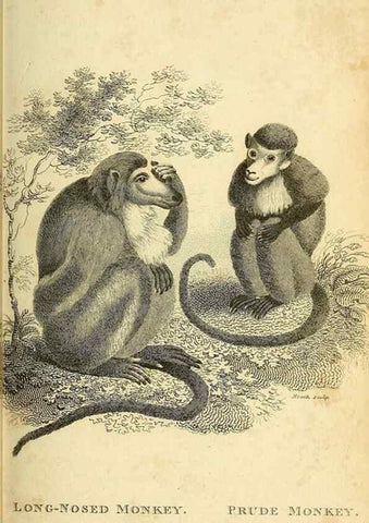 Reproducción/Reproduction 49826407121: General zoology, or Systematic natural history. London,Printed for G. Kearsley,1800-1826.. 