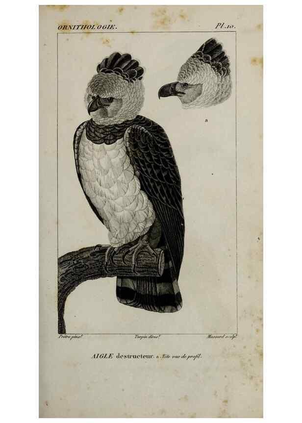 Reproducción/Reproduction 49825829588: Traité d'ornithologie, ou, Tableau méthodique des ordres, sous-ordres, familles, tribus, genres, sous-genres et races d'oiseaux :. Bruxelles :Chez F.G. Levrault ;1831.. 