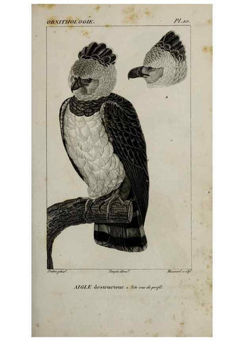 Reproducción/Reproduction 49825829588: Traité d'ornithologie, ou, Tableau méthodique des ordres, sous-ordres, familles, tribus, genres, sous-genres et races d'oiseaux :. Bruxelles :Chez F.G. Levrault ;1831.. 