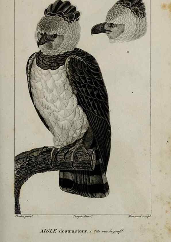 Reproducción/Reproduction 49825829588: Traité d'ornithologie, ou, Tableau méthodique des ordres, sous-ordres, familles, tribus, genres, sous-genres et races d'oiseaux :. Bruxelles :Chez F.G. Levrault ;1831.. 