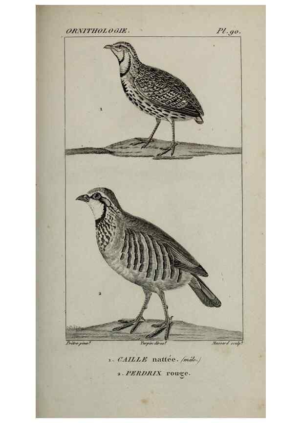 Reproducción/Reproduction 49826393171: Traité d'ornithologie, ou, Tableau méthodique des ordres, sous-ordres, familles, tribus, genres, sous-genres et races d'oiseaux :. Bruxelles :Chez F.G. Levrault ;1831.. 