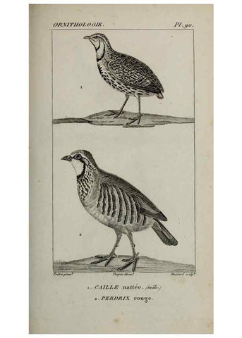 Reproducción/Reproduction 49826393171: Traité d'ornithologie, ou, Tableau méthodique des ordres, sous-ordres, familles, tribus, genres, sous-genres et races d'oiseaux :. Bruxelles :Chez F.G. Levrault ;1831.. 