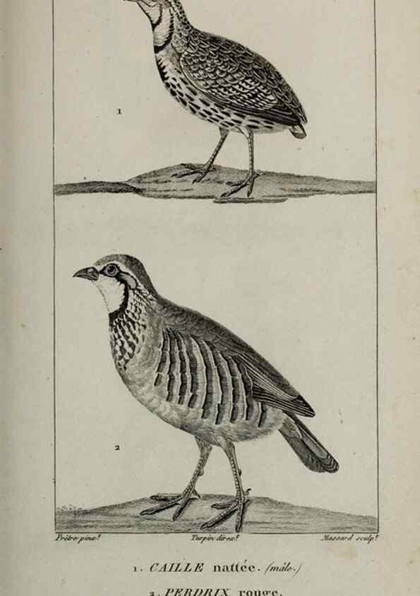 Reproducción/Reproduction 49826393171: Traité d'ornithologie, ou, Tableau méthodique des ordres, sous-ordres, familles, tribus, genres, sous-genres et races d'oiseaux :. Bruxelles :Chez F.G. Levrault ;1831.. 