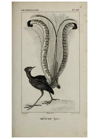 Reproducción/Reproduction 49825858848: Traité d'ornithologie, ou, Tableau méthodique des ordres, sous-ordres, familles, tribus, genres, sous-genres et races d'oiseaux :. Bruxelles :Chez F.G. Levrault ;1831.. 