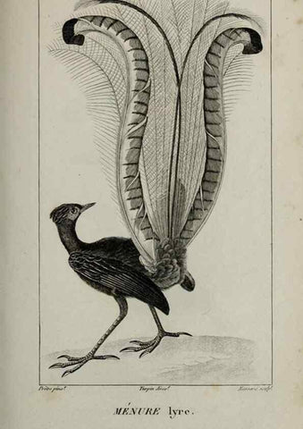 Reproducción/Reproduction 49825858848: Traité d'ornithologie, ou, Tableau méthodique des ordres, sous-ordres, familles, tribus, genres, sous-genres et races d'oiseaux :. Bruxelles :Chez F.G. Levrault ;1831.. 
