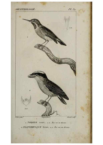 Reproducción/Reproduction 49826368601: Traité d'ornithologie, ou, Tableau méthodique des ordres, sous-ordres, familles, tribus, genres, sous-genres et races d'oiseaux :. Bruxelles :Chez F.G. Levrault ;1831.. 