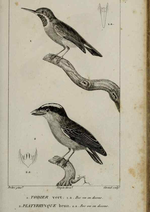 Reproducción/Reproduction 49826368601: Traité d'ornithologie, ou, Tableau méthodique des ordres, sous-ordres, familles, tribus, genres, sous-genres et races d'oiseaux :. Bruxelles :Chez F.G. Levrault ;1831.. 