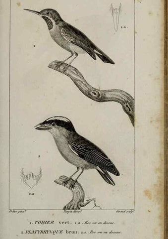 Reproducción/Reproduction 49826368601: Traité d'ornithologie, ou, Tableau méthodique des ordres, sous-ordres, familles, tribus, genres, sous-genres et races d'oiseaux :. Bruxelles :Chez F.G. Levrault ;1831.. 