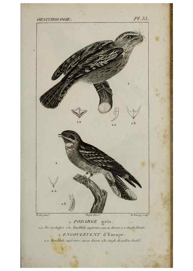 Reproducción/Reproduction 49826686777: Traité d'ornithologie, ou, Tableau méthodique des ordres, sous-ordres, familles, tribus, genres, sous-genres et races d'oiseaux :. Bruxelles :Chez F.G. Levrault ;1831.. 