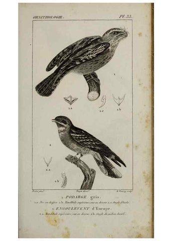 Reproducción/Reproduction 49826686777: Traité d'ornithologie, ou, Tableau méthodique des ordres, sous-ordres, familles, tribus, genres, sous-genres et races d'oiseaux :. Bruxelles :Chez F.G. Levrault ;1831.. 