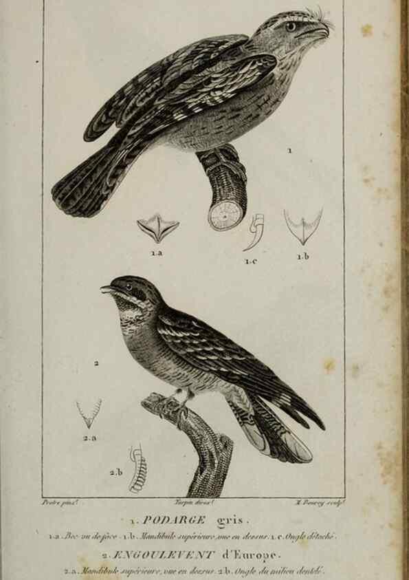 Reproducción/Reproduction 49826686777: Traité d'ornithologie, ou, Tableau méthodique des ordres, sous-ordres, familles, tribus, genres, sous-genres et races d'oiseaux :. Bruxelles :Chez F.G. Levrault ;1831.. 