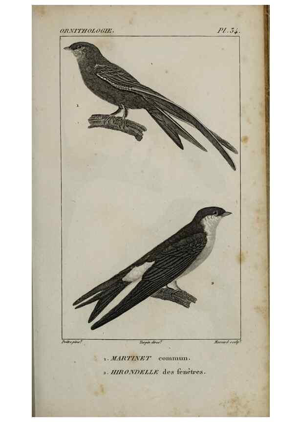 Reproducción/Reproduction 49825837133: Traité d'ornithologie, ou, Tableau méthodique des ordres, sous-ordres, familles, tribus, genres, sous-genres et races d'oiseaux :. Bruxelles :Chez F.G. Levrault ;1831.. 