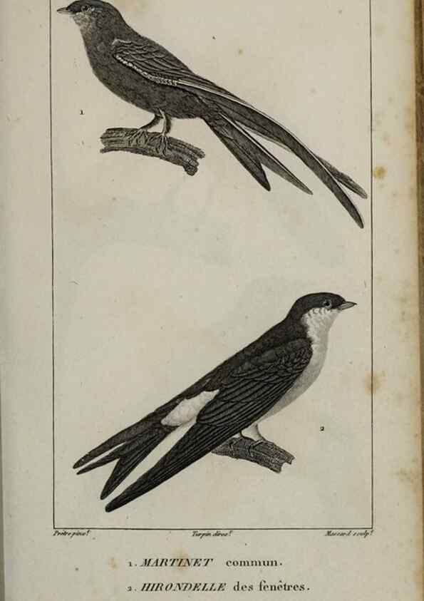 Reproducción/Reproduction 49825837133: Traité d'ornithologie, ou, Tableau méthodique des ordres, sous-ordres, familles, tribus, genres, sous-genres et races d'oiseaux :. Bruxelles :Chez F.G. Levrault ;1831.. 