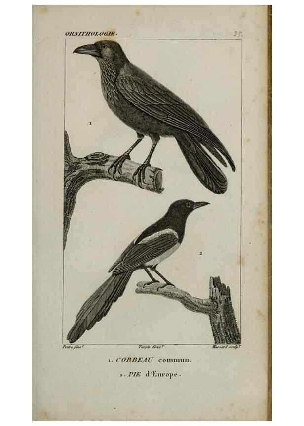 Reproducción/Reproduction 49825837448: Traité d'ornithologie, ou, Tableau méthodique des ordres, sous-ordres, familles, tribus, genres, sous-genres et races d'oiseaux :. Bruxelles :Chez F.G. Levrault ;1831.. 