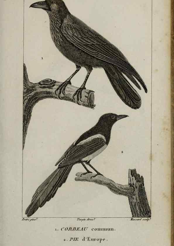 Reproducción/Reproduction 49825837448: Traité d'ornithologie, ou, Tableau méthodique des ordres, sous-ordres, familles, tribus, genres, sous-genres et races d'oiseaux :. Bruxelles :Chez F.G. Levrault ;1831.. 