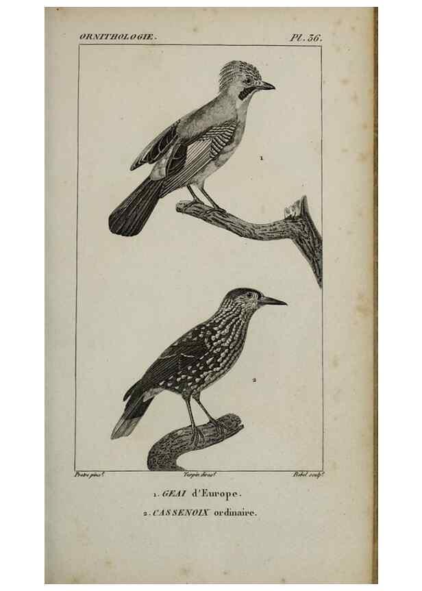 Reproducción/Reproduction 49826369636: Traité d'ornithologie, ou, Tableau méthodique des ordres, sous-ordres, familles, tribus, genres, sous-genres et races d'oiseaux :. Bruxelles :Chez F.G. Levrault ;1831.. 