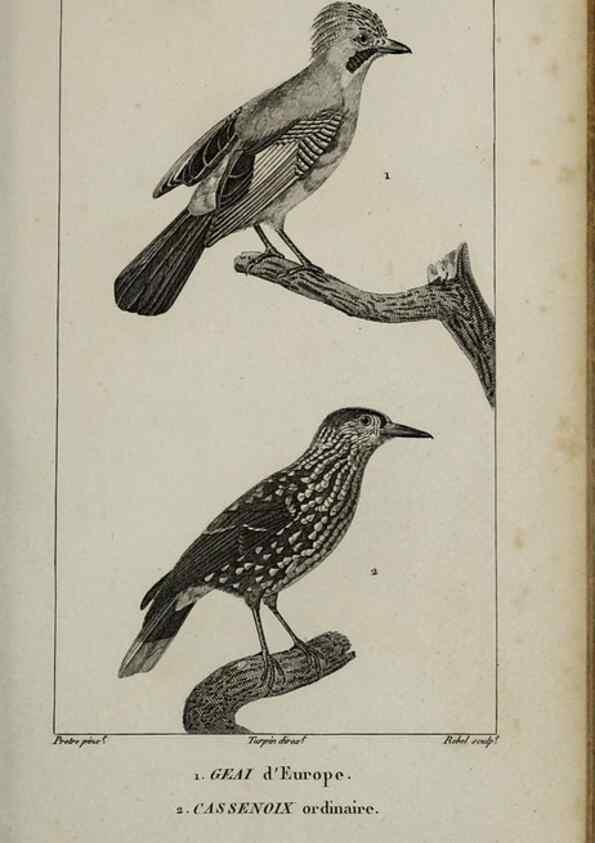 Reproducción/Reproduction 49826369636: Traité d'ornithologie, ou, Tableau méthodique des ordres, sous-ordres, familles, tribus, genres, sous-genres et races d'oiseaux :. Bruxelles :Chez F.G. Levrault ;1831.. 