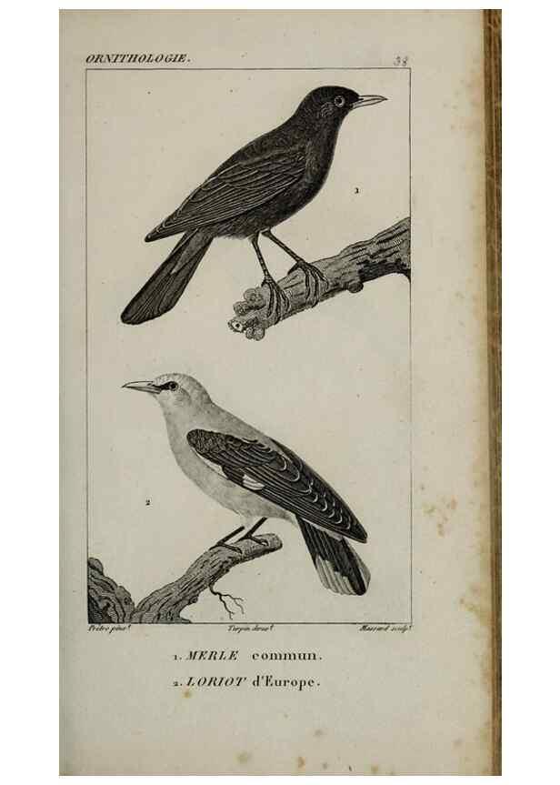 Reproducción/Reproduction 49826687837: Traité d'ornithologie, ou, Tableau méthodique des ordres, sous-ordres, familles, tribus, genres, sous-genres et races d'oiseaux :. Bruxelles :Chez F.G. Levrault ;1831.. 