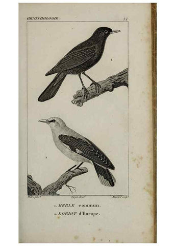Reproducción/Reproduction 49826687837: Traité d'ornithologie, ou, Tableau méthodique des ordres, sous-ordres, familles, tribus, genres, sous-genres et races d'oiseaux :. Bruxelles :Chez F.G. Levrault ;1831.. 