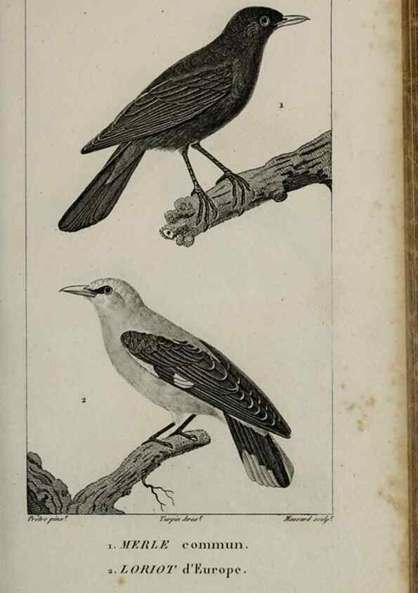 Reproducción/Reproduction 49826687837: Traité d'ornithologie, ou, Tableau méthodique des ordres, sous-ordres, familles, tribus, genres, sous-genres et races d'oiseaux :. Bruxelles :Chez F.G. Levrault ;1831.. 
