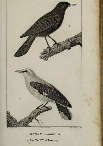 Reproducción/Reproduction 49826687837: Traité d'ornithologie, ou, Tableau méthodique des ordres, sous-ordres, familles, tribus, genres, sous-genres et races d'oiseaux :. Bruxelles :Chez F.G. Levrault ;1831.. 